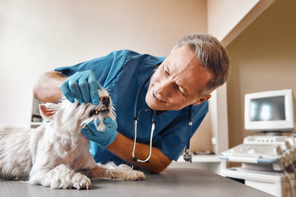 Emergency Dental Services for Seniors